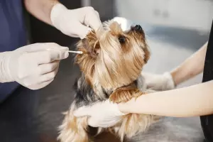 Beauté toutou et minou