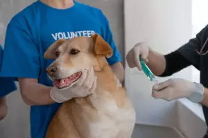 Clinique Vétérinaire Advetia