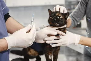 Clinique Vétérinaire Docteur Benalloul